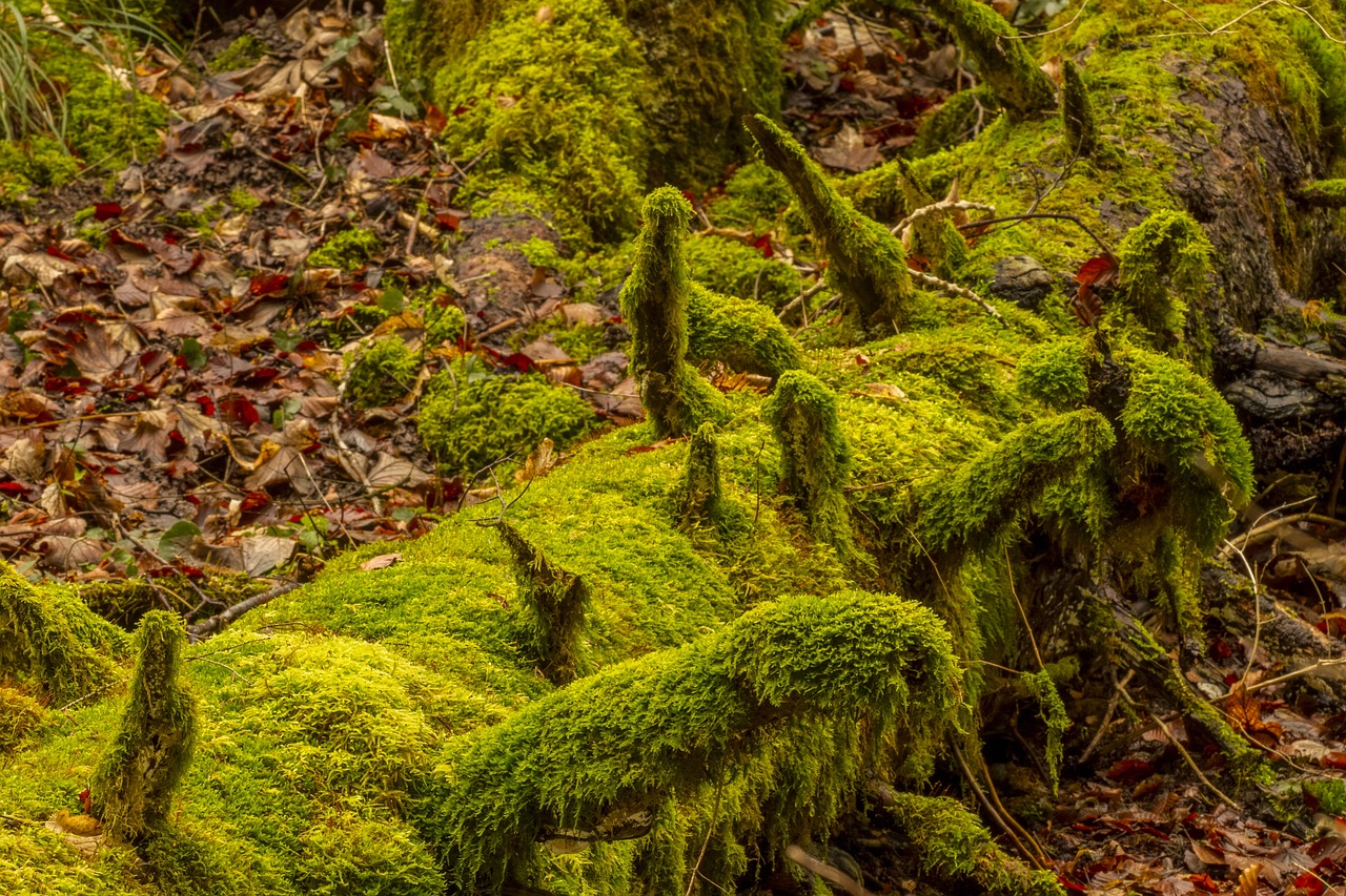 You are currently viewing Totholz ist überlebenswichtig für den naturnahen Wald