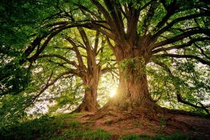 Read more about the article Keine Chance mehr für Bäume, ehrwürdig alt zu werden