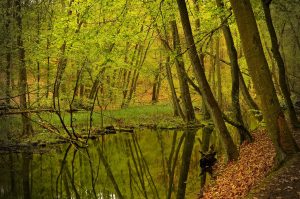 Read more about the article Vier Jahre Dürre – die Grundwasserpegel sinken und die Wälder vertrocknen