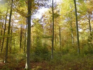 Read more about the article Forstbrände verhindern – nur durch konsequenten naturnahen Waldumbau